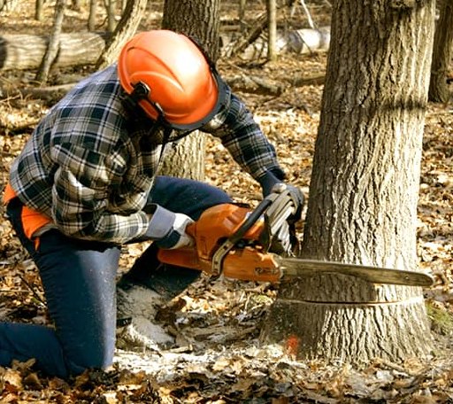 Tree Removal in Shaftsbury, VT